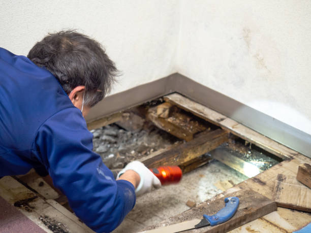 Best Mold Remediation Experts  in Marion, OH