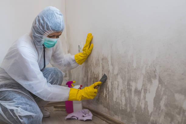 Mold Removal and Inspection in Marion, OH