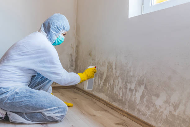 Best Professional Mold Removal  in Marion, OH