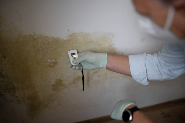 Trusted Marion, OH Mold Removal Experts