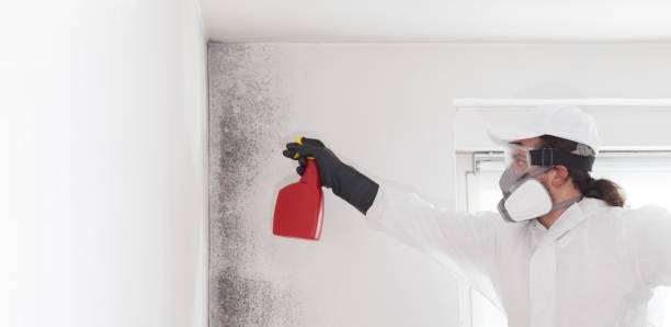 Best Certified Mold Removal  in Marion, OH