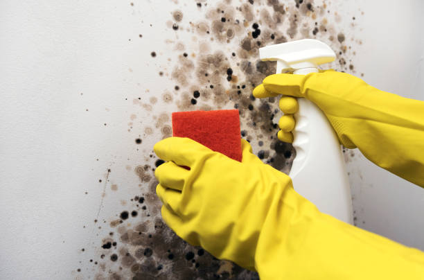 Best Office Mold Removal Services  in Marion, OH