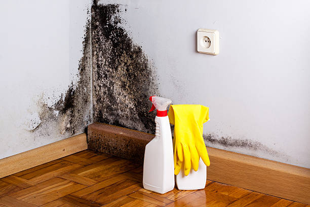 Best Mold Inspection  in Marion, OH