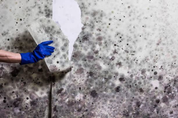 Best Affordable Mold Removal  in Marion, OH