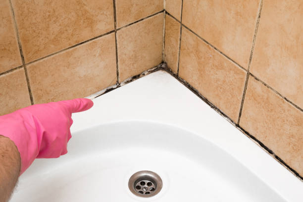 Best Mold Damage Repair  in Marion, OH
